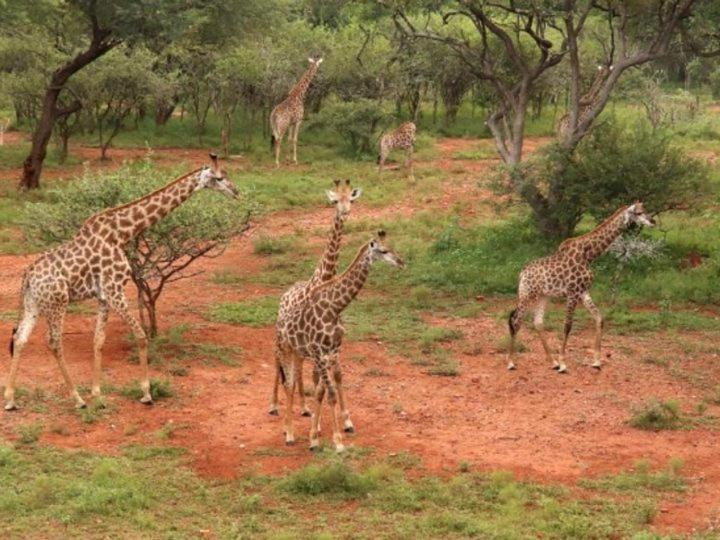 Doornkom Marloth Park Ngoại thất bức ảnh
