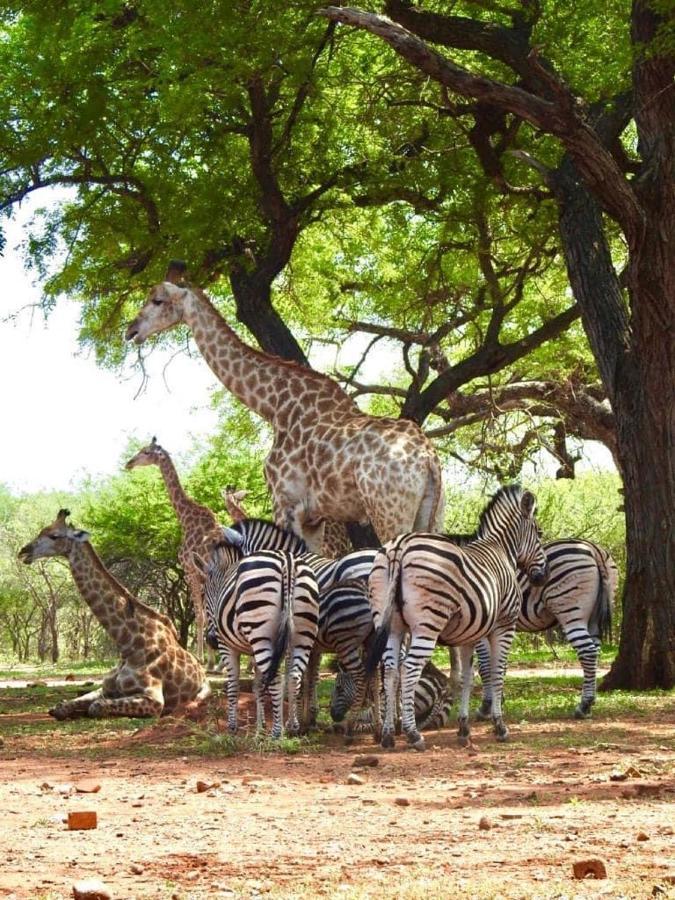 Doornkom Marloth Park Ngoại thất bức ảnh