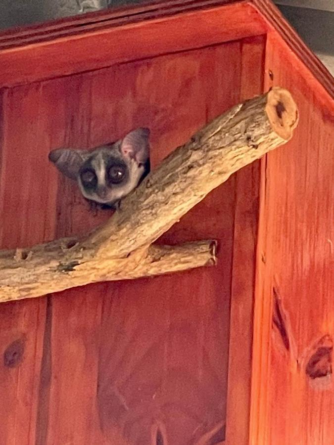 Doornkom Marloth Park Ngoại thất bức ảnh